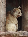 Brown Bear Ursus arctos melbourne zoo