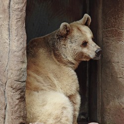 Brown Bear Ursus arctos melbourne zoo