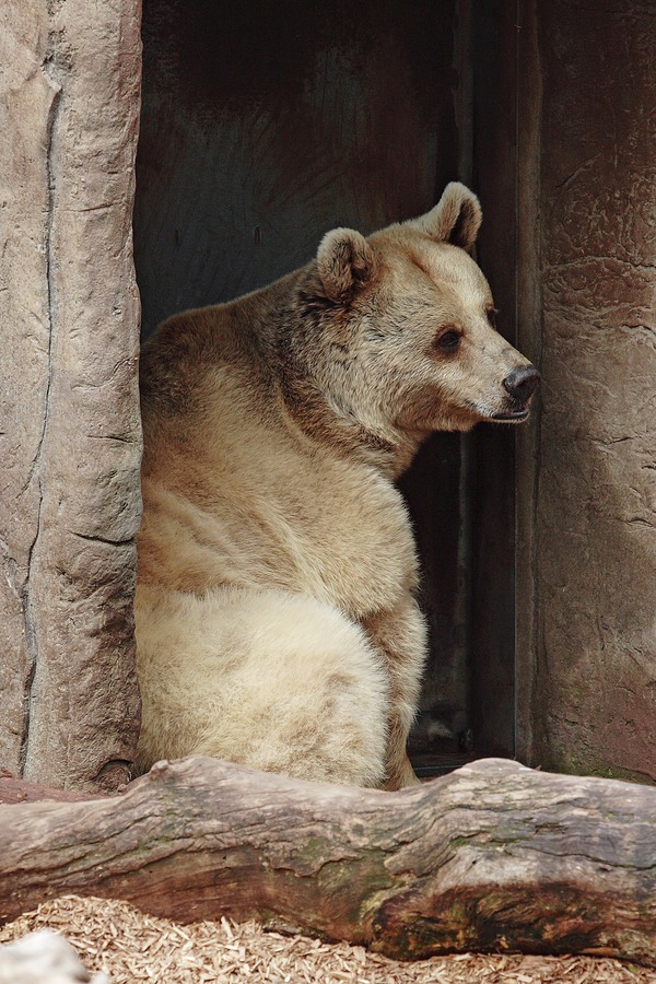 Brown Bear Ursus arctos melbourne zoo