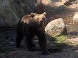 Brown Bear Ursus arctos oso