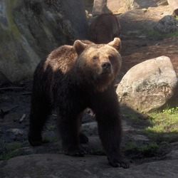 Brown Bear Ursus arctos oso