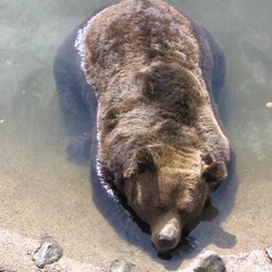 Brown Bear Ursus arctos swimming