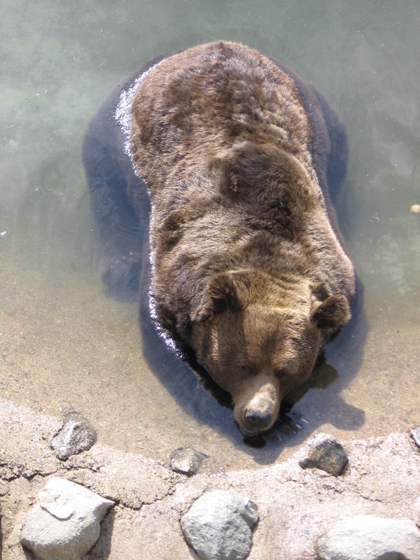 Brown Bear Ursus arctos swimming