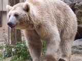 Brown Bear Ursus arctos syriacus