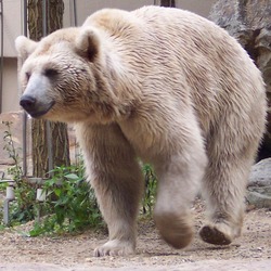 Brown Bear Ursus arctos syriacus