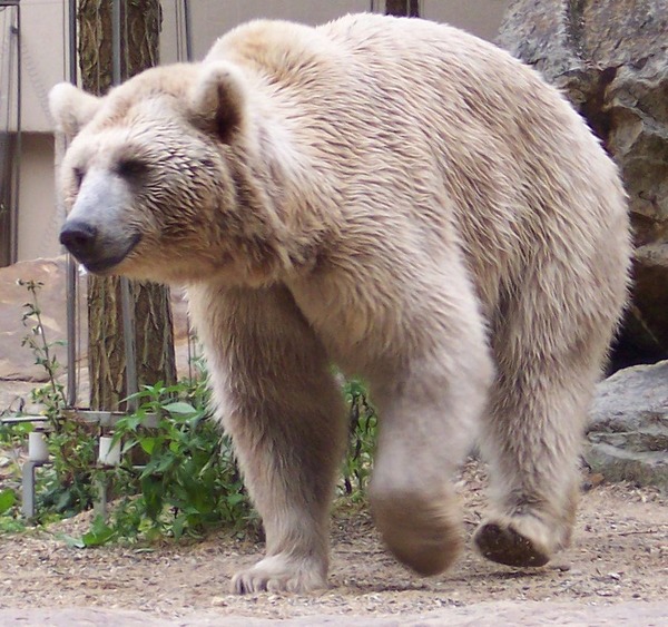 Brown Bear Ursus arctos syriacus
