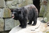 Brown Bear Photo Gallery