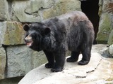 Brown Bear Ursus thibetanus ussuricus Kaliningrad Zoo