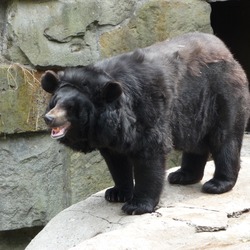 Brown Bear Ursus thibetanus ussuricus Kaliningrad Zoo