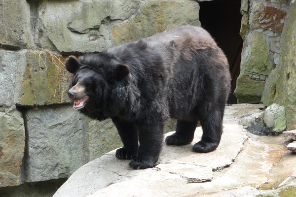 Brown Bear Ursus thibetanus ussuricus Kaliningrad Zoo
