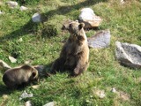 Brown Bear Ursus_arctos Grizzly (2)