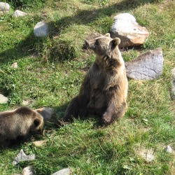 Brown Bear Ursus_arctos Grizzly (2)