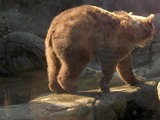 Brown Bear Ursus_arctos Grizzly