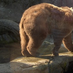 Brown Bear Ursus_arctos Grizzly