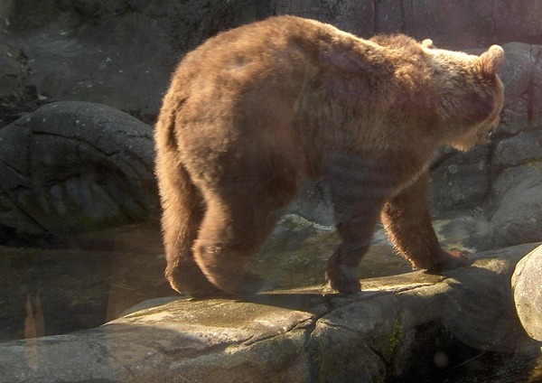 Brown Bear Ursus_arctos Grizzly