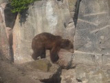 Brown Bear Photo Gallery