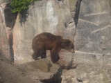 Brown Bear Ursus_arctos Skansen spring