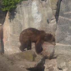 Brown Bear Ursus_arctos Skansen spring