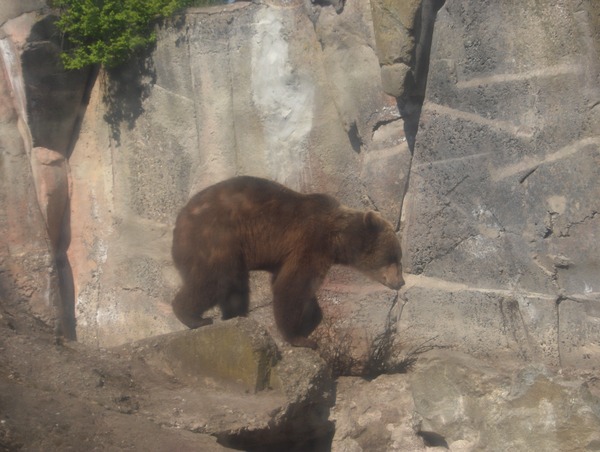 Brown Bear Ursus_arctos Skansen spring