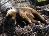 Brown Bear Ursus_arctos_arctos