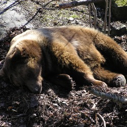 Brown Bear Ursus_arctos_arctos
