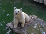 Brown Bear Photo Gallery