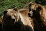 Brown Bear Photo Gallery