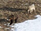 Leopold wolf following grizzly bear;
Doug Smith;
April 2005