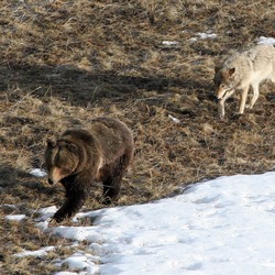 Leopold wolf following grizzly bear;
Doug Smith;
April 2005