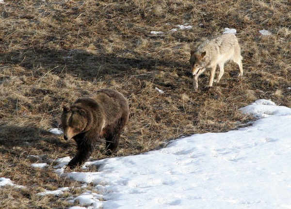 Leopold wolf following grizzly bear;Doug Smith;April 2005