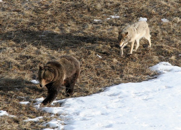 Leopold wolf following grizzly bear;
Doug Smith;
April 2005