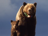 Brown Bear Yellowstone grizzly