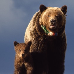 Brown Bear Yellowstone grizzly