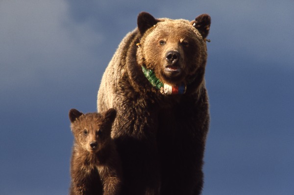 Brown Bear Yellowstone grizzly