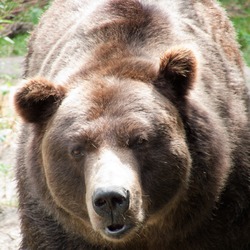 Brown Bear ZOO grizzly Ursus arctos
