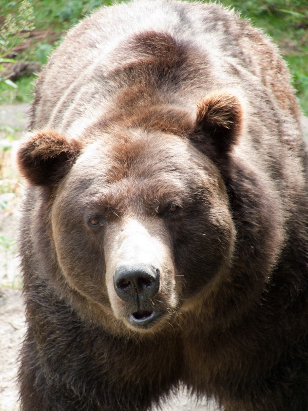 Brown Bear ZOO grizzly Ursus arctos