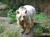Brown Bear Photo Gallery
