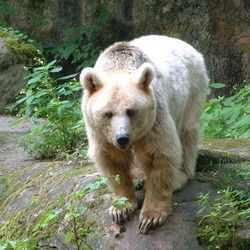 Brown Bear Zoo White Spirit Bear