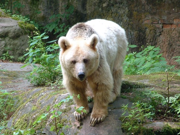 Brown Bear Zoo White Spirit Bear