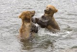 Brown Bear Photo Gallery