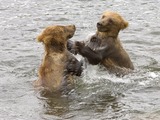 Brown Bear cubs playing in water