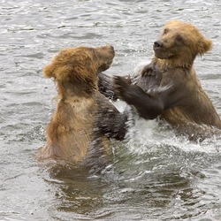 Brown Bear cubs playing in water