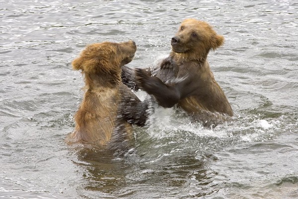 Brown Bear cubs playing in water