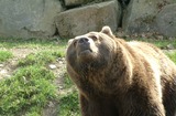 Brown Bear Photo Gallery