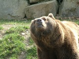 Brown Bear grizzly Ursus arctos