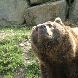 Brown Bear grizzly Ursus arctos