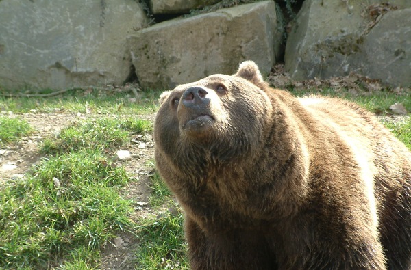 Brown Bear grizzly Ursus arctos