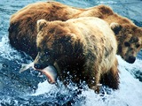 Brown Bear grizzly fishing salmon