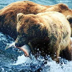 Brown Bear grizzly fishing salmon