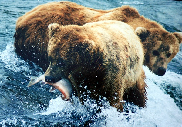 Brown Bear grizzly fishing salmon